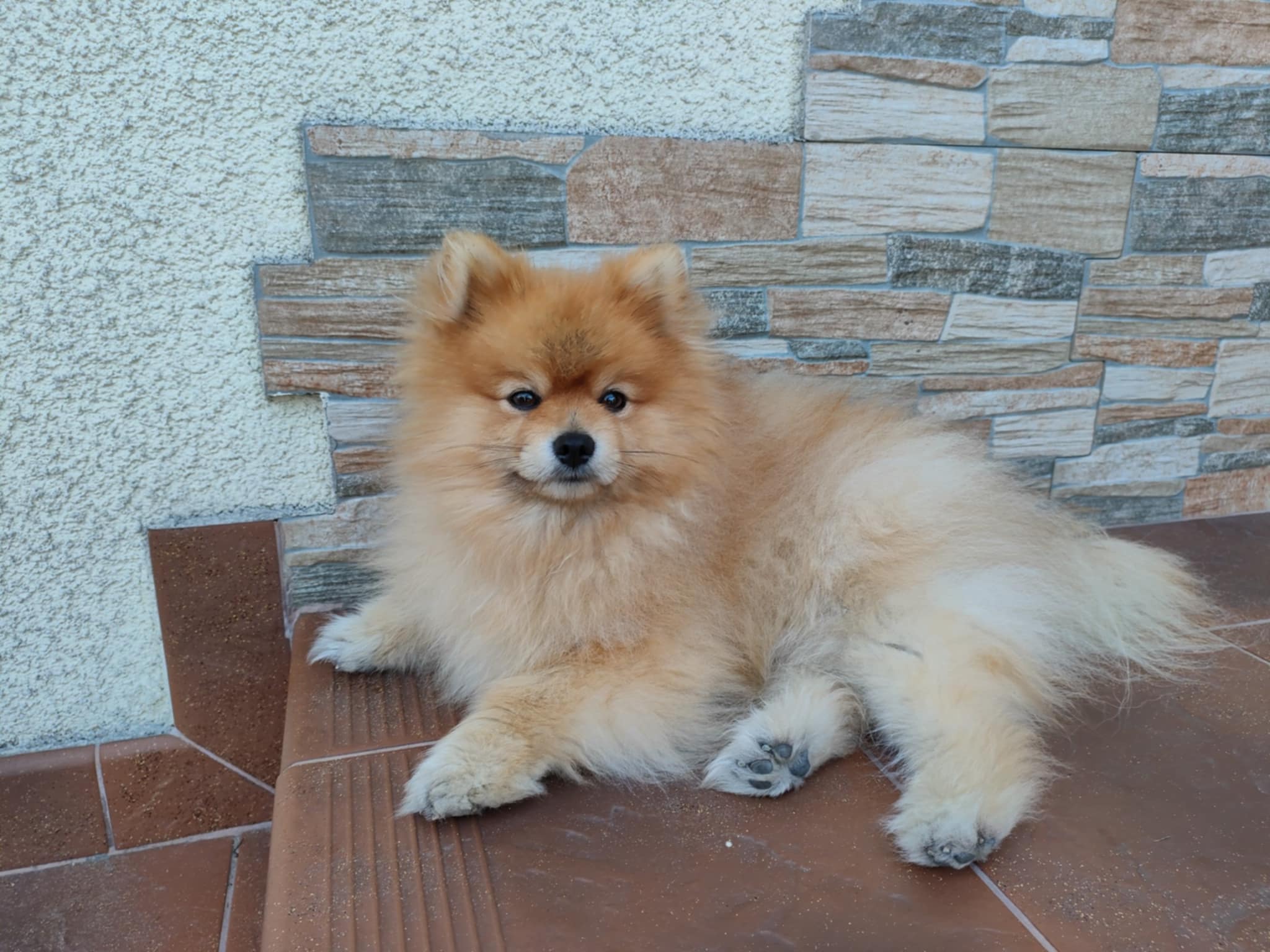 Dog